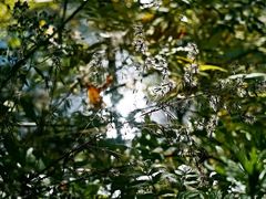 -叠溪松坪沟景区