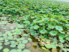 -大兴滨河森林公园