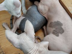 -猫小院猫主题咖啡厅(北锣店)