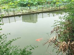 -龙潭水乡