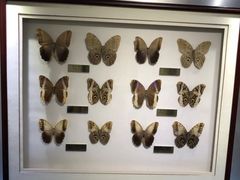 -上海昆虫博物馆
