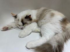 -藏猫猫咖啡主题馆(中央大道店)