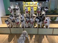 -Husky Go! 哈士奇体验馆·宠物咖啡厅狗咖