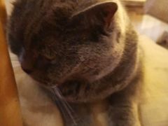 -海边的猫和咖啡馆