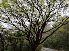 -紫金山索道-售票处