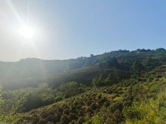 -金孔雀温泉旅游度假村