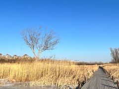 -马家湾湿地公园
