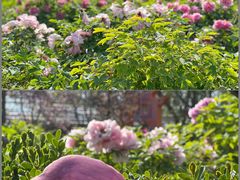 -洛阳市隋唐城遗址植物园