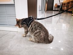 -瑞派长江宠物医院·猫科·外科·24小时夜护(谊城公寓分院)