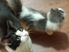 -楼上猫咖(罗湖店)