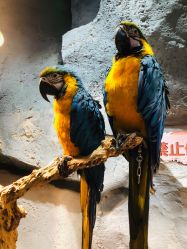 点击看大图 -Zoolung Zoolung动物主题公园(海信广场店)