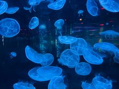 -石家庄海洋公园