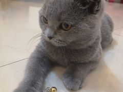 -猫大福·Fortune Cat猫舍(百子湾店)