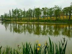 -上海长兴岛郊野公园