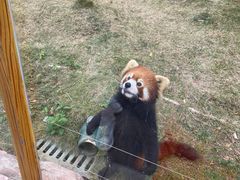 -灵玲国际马戏城