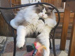 -喵屿·大理花园猫咖