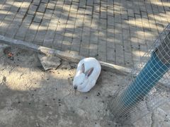 -栾川竹海野生动物园