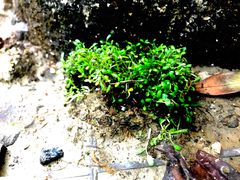 -四川大学(华西校区)