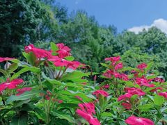 -黑龙江省森林植物园