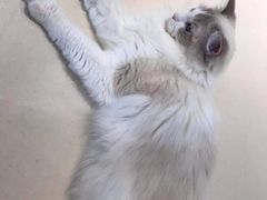 -飞行喵MR PILOT|猫舍·猫咖(静安大融城店)