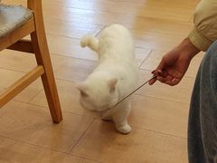 -Let's go狗咖·猫咖·奶狗·桌游(春熙路IFS店)