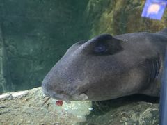-悉尼海洋生物水族馆
