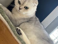 -有猫主题·治愈系猫咖(曾厝垵店)