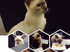 吱咖啡-吱咖啡西式简餐