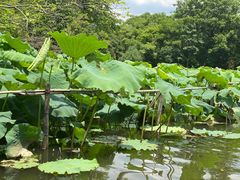 -摇橹船上船码头