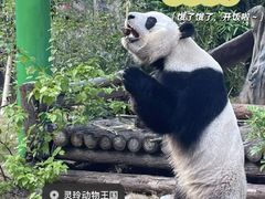 -灵玲国际马戏城