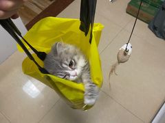 -宠物星动物医院·眼科·异宠·猫科(江南大道总院)