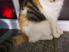 -宠爱国际动物医院· 猫科· 外科·中兽医(长白店)