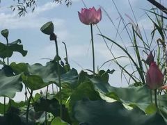 -杭州西湖柳莺里酒店