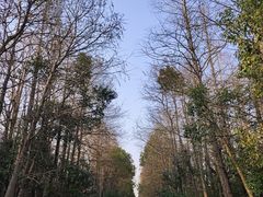 -上海海湾国家森林公园