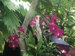 -新加坡佛牙寺龙华院