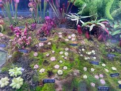 -中国科学院西双版纳热带植物园