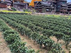 -程阳八寨景区