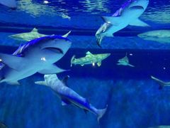 -成都浩海立方海洋公园