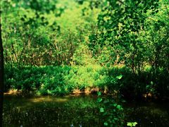 -合肥滨湖国家森林公园