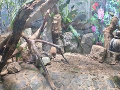 -上海大自然野生昆虫馆(东方明珠·爬宠昆虫探索中心)
