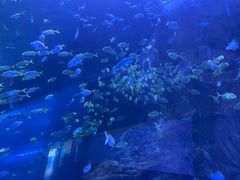-秦皇岛新澳海底世界
