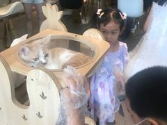 -飞行喵MR PILOT|猫舍·猫咖(静安大融城店)