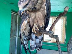 -西霞口神雕山野生动物世界