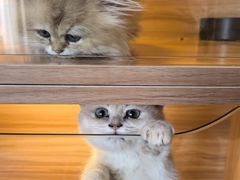 -猫十亿·布偶金渐层·曼基康矮脚猫舍(青年路店)