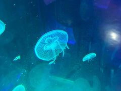 -太奥幻太奇海洋馆