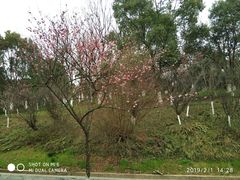 -八大山人梅湖景区