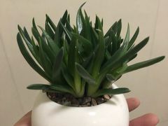 -龙大花卉苗木市场