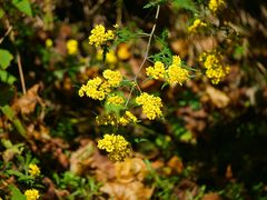 -青峰峡国家森林公园