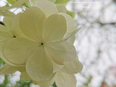 -上海滨江森林公园