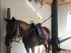 -北京群众马术培训基地